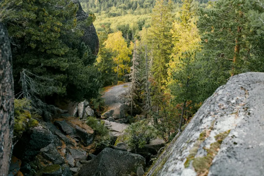 Foreste primarie in Europa: ne esistono ancora e alcune sono più vicine di quanto pensi
