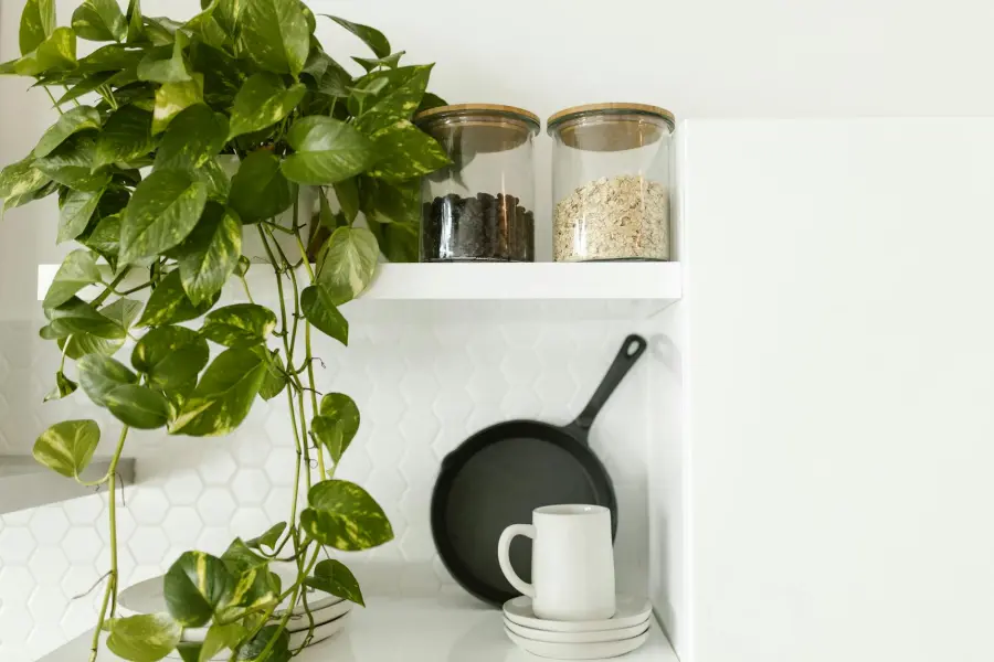 Piante purificatrici dell'aria in casa: quali scegliere e dove posizionarle