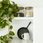 Piante purificatrici dell'aria in casa: quali scegliere e dove posizionarle